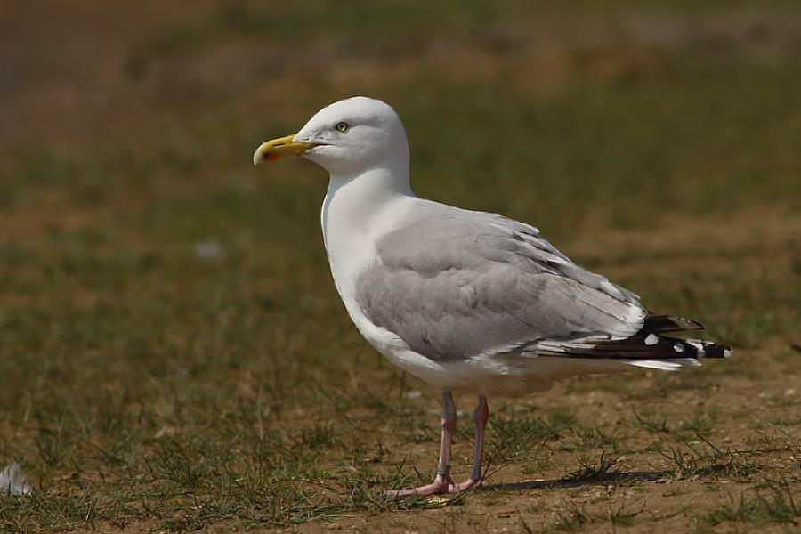 European Herring Gull