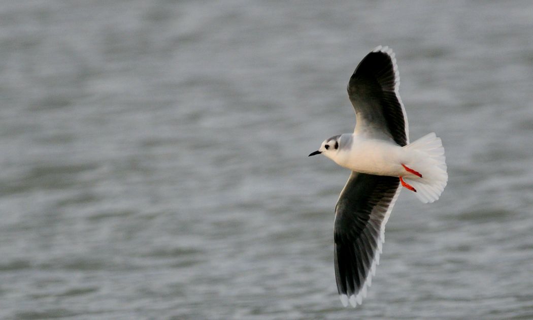 Little Gull
