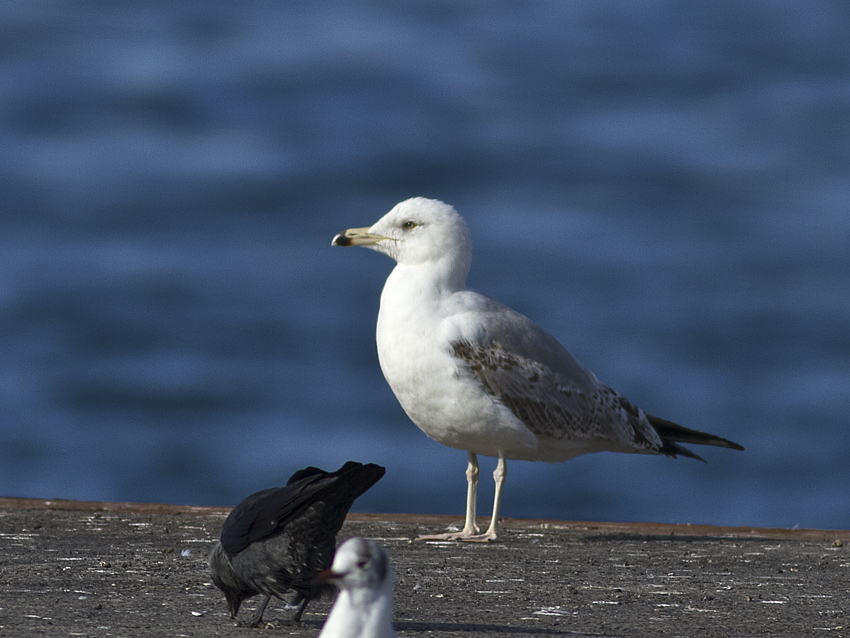 Common Gull