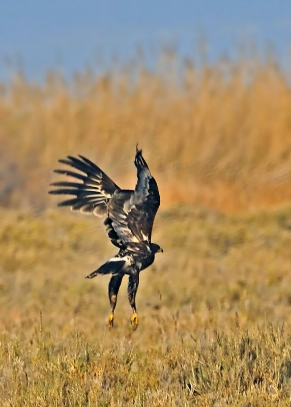 Greater Spotted Eagle