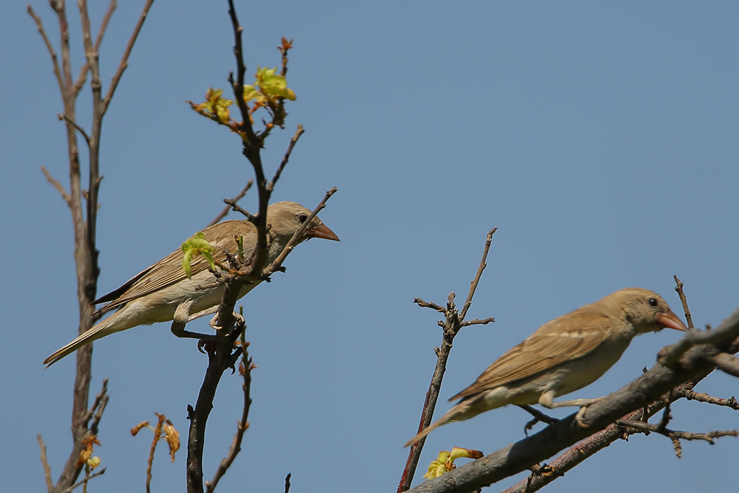 Yellow-throated Sparrow