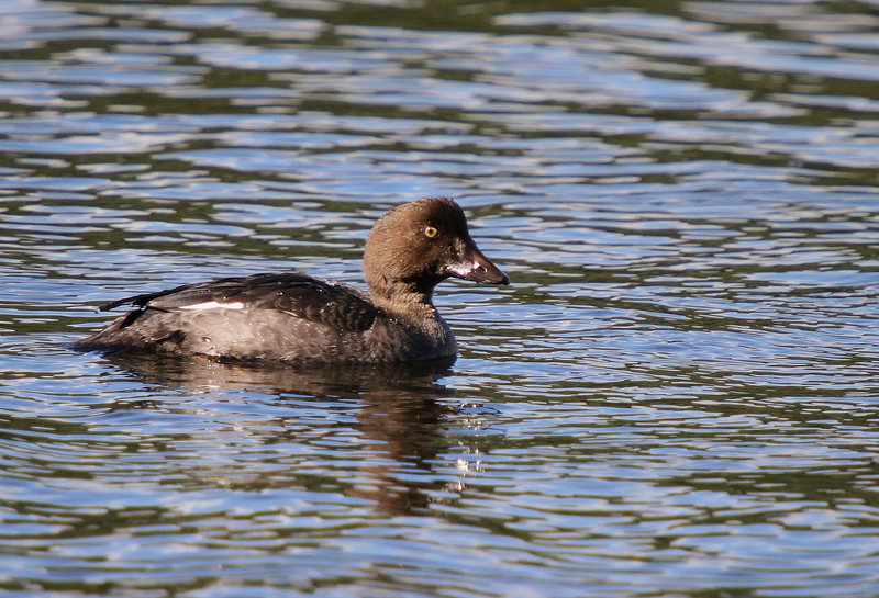 Common Goldeneye