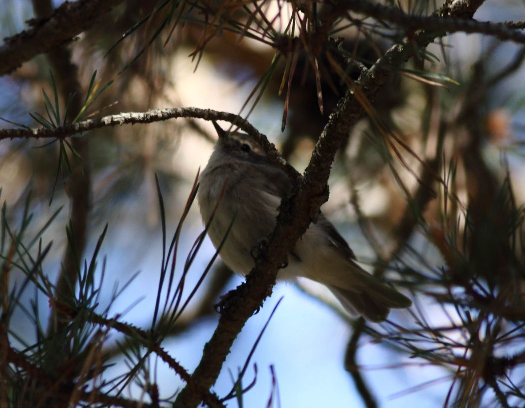 Mountain Chiffchaff