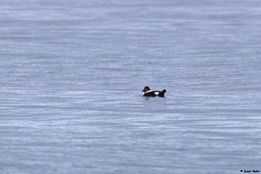 Common Eider