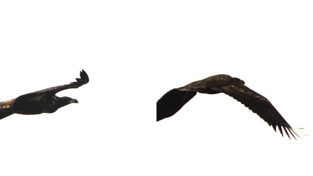 Akkuyruklu Kartal
