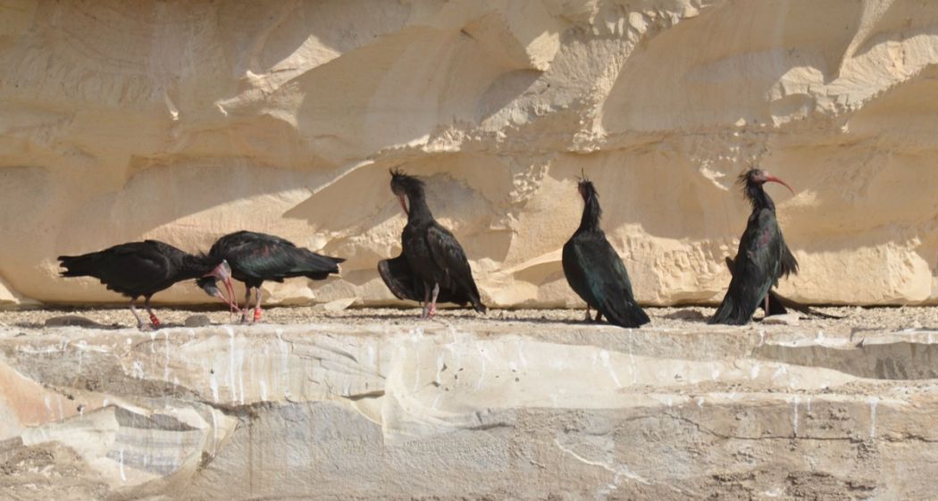 Northern Bald Ibis