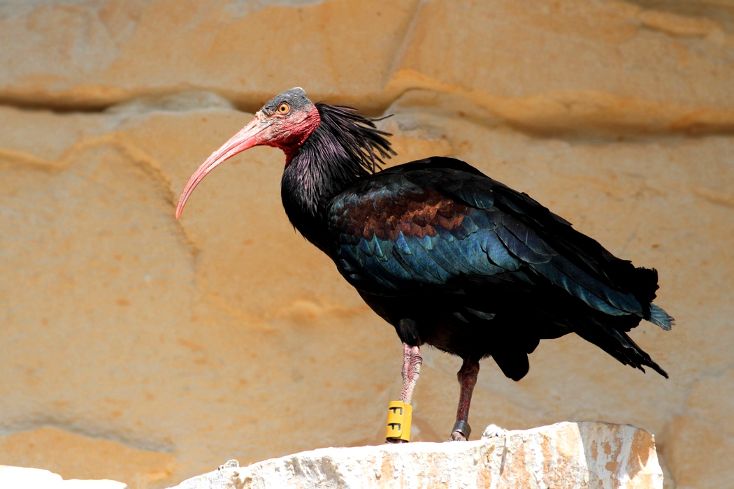 Northern Bald Ibis