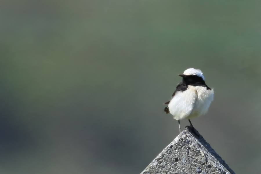 Pied Wheatear