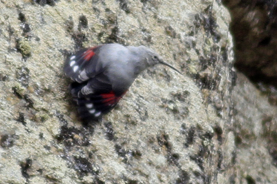 Wallcreeper