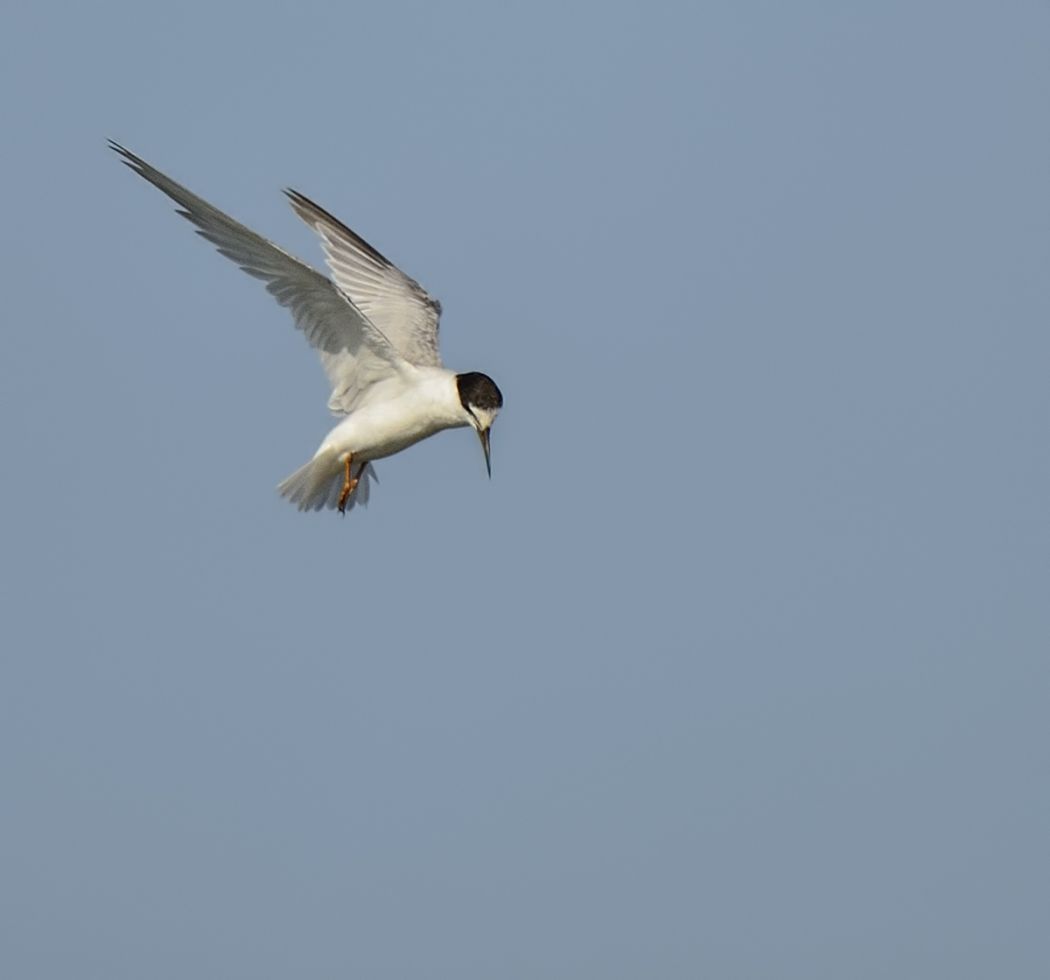 Little Tern