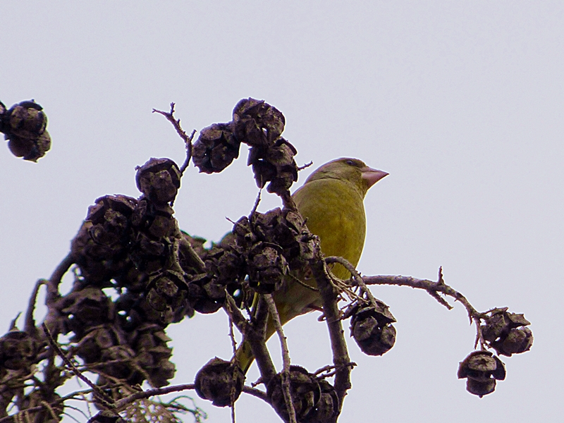 European Greenfinch