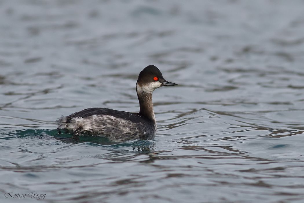 Black-necked Grebe