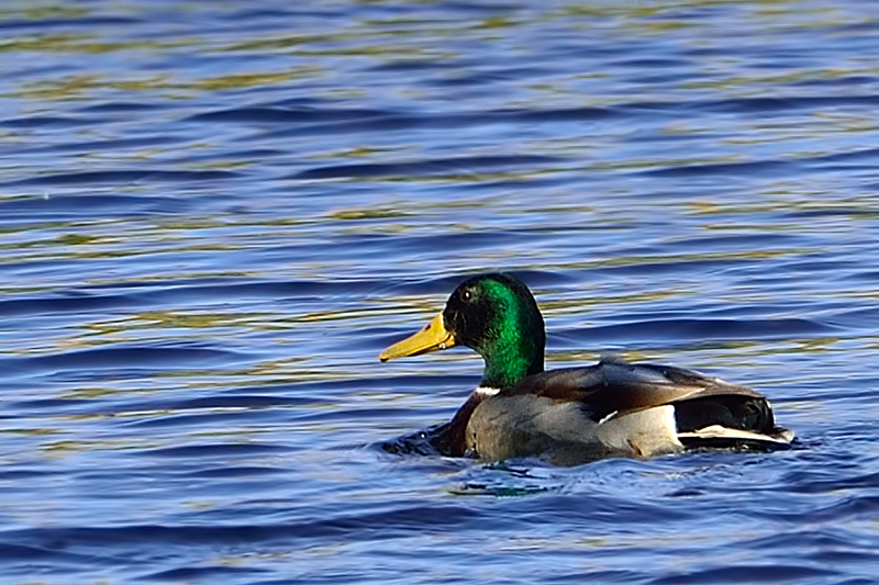 Mallard