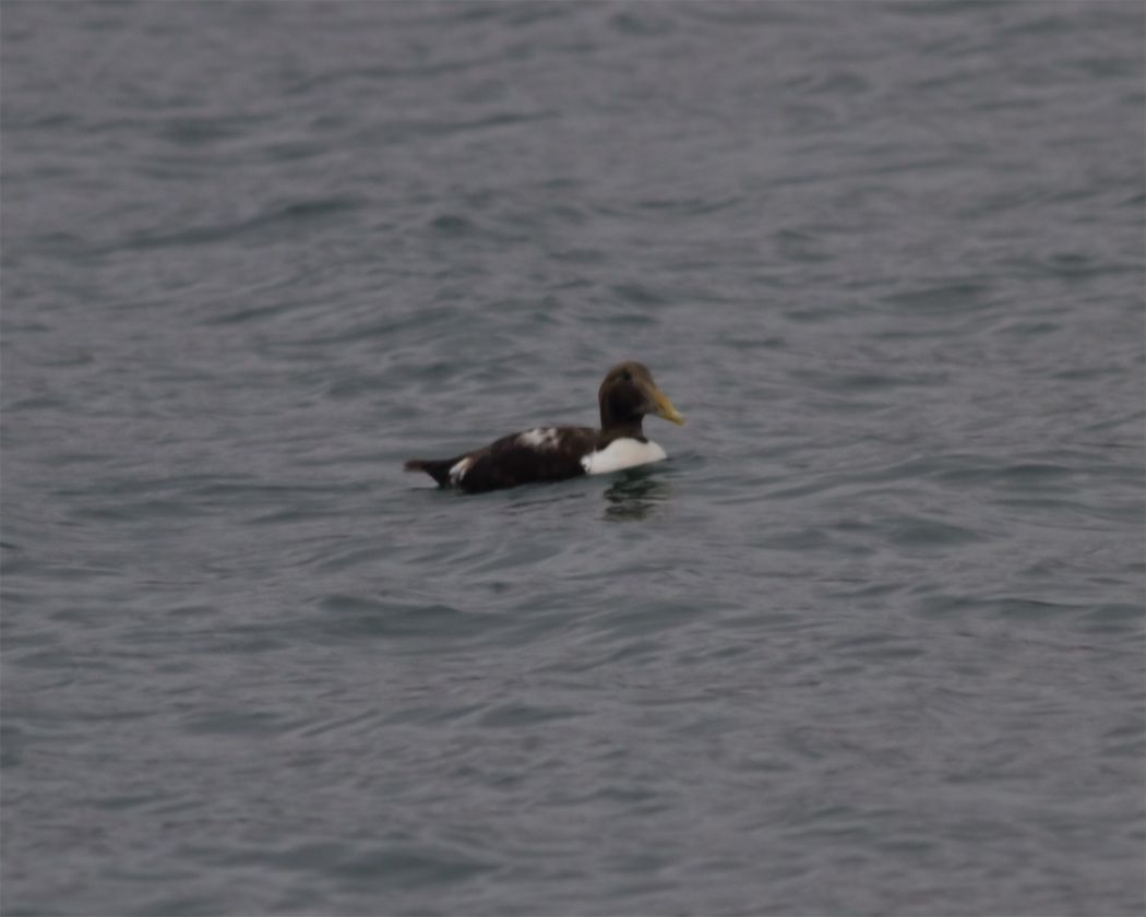 Common Eider