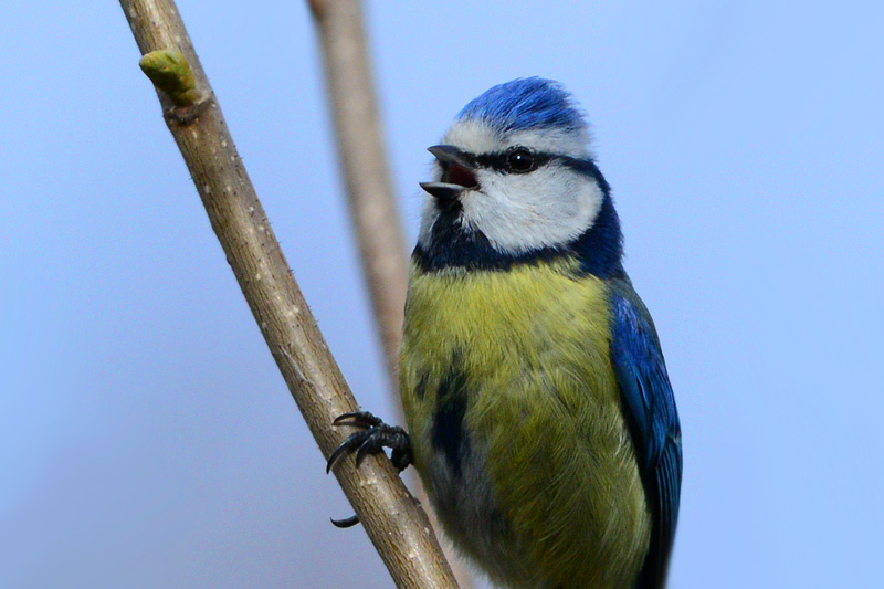 Eurasian Blue Tit
