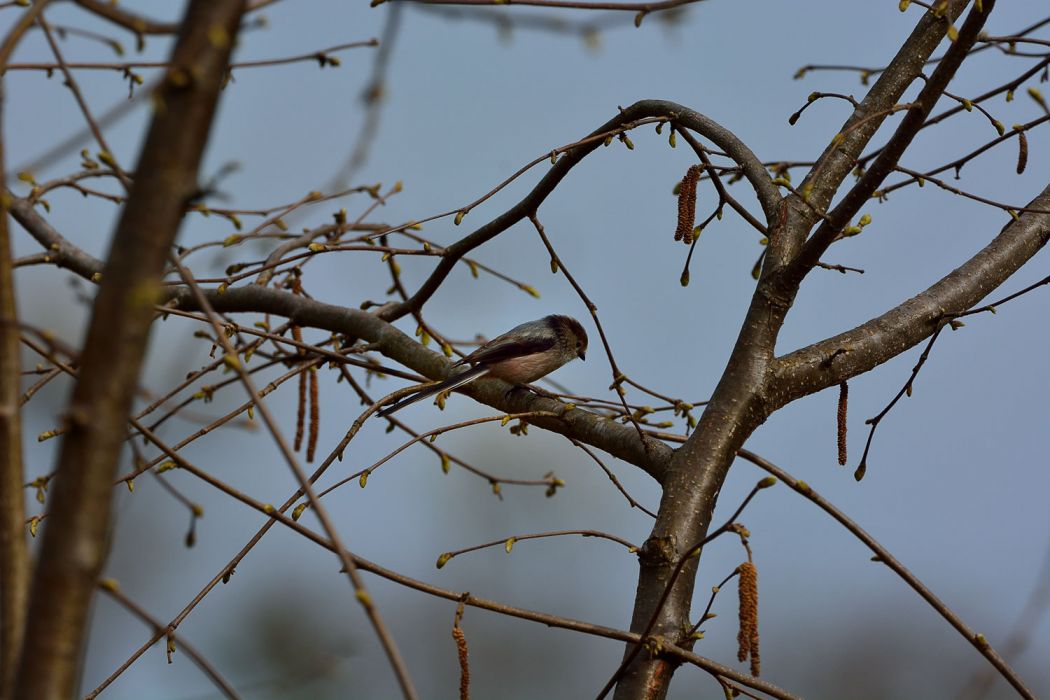 Long-tailed Tit