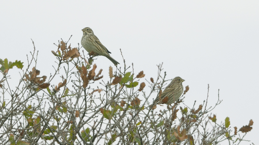 Corn Bunting