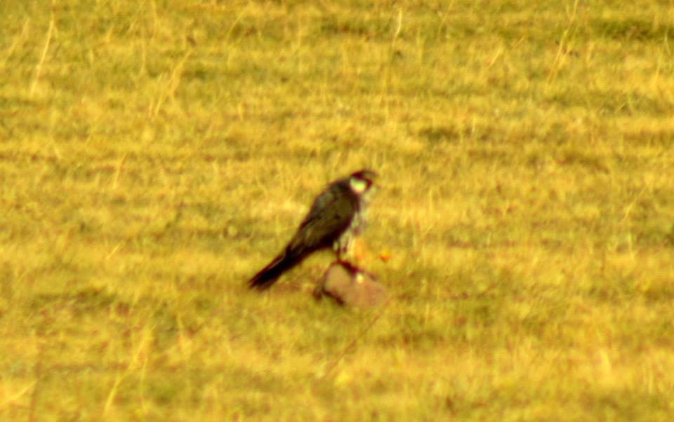 Eurasian Hobby