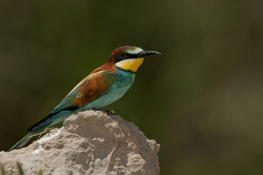 European Bee-eater