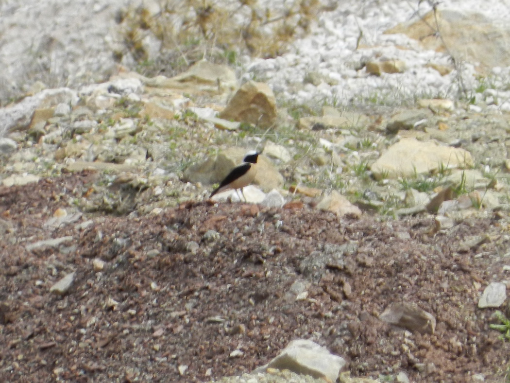 Black-eared Wheatear