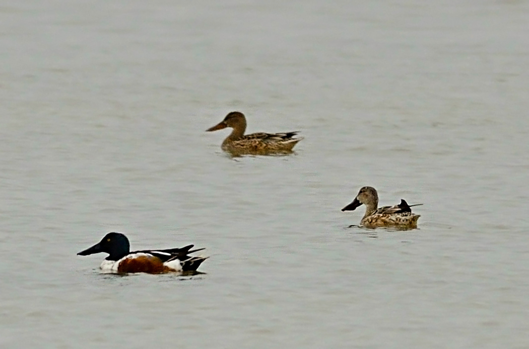 Northern Shoveler
