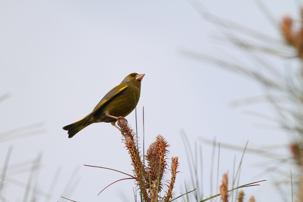 European Greenfinch
