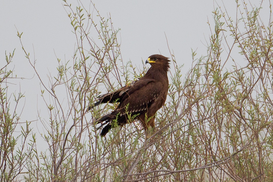 Greater Spotted Eagle
