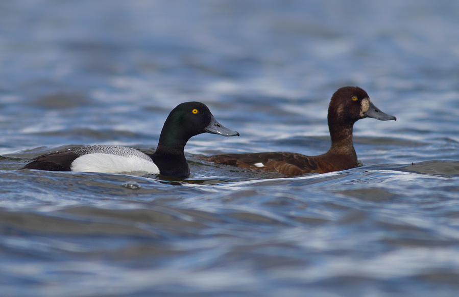 Greater Scaup