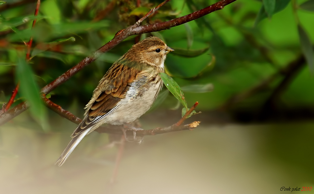 Twite