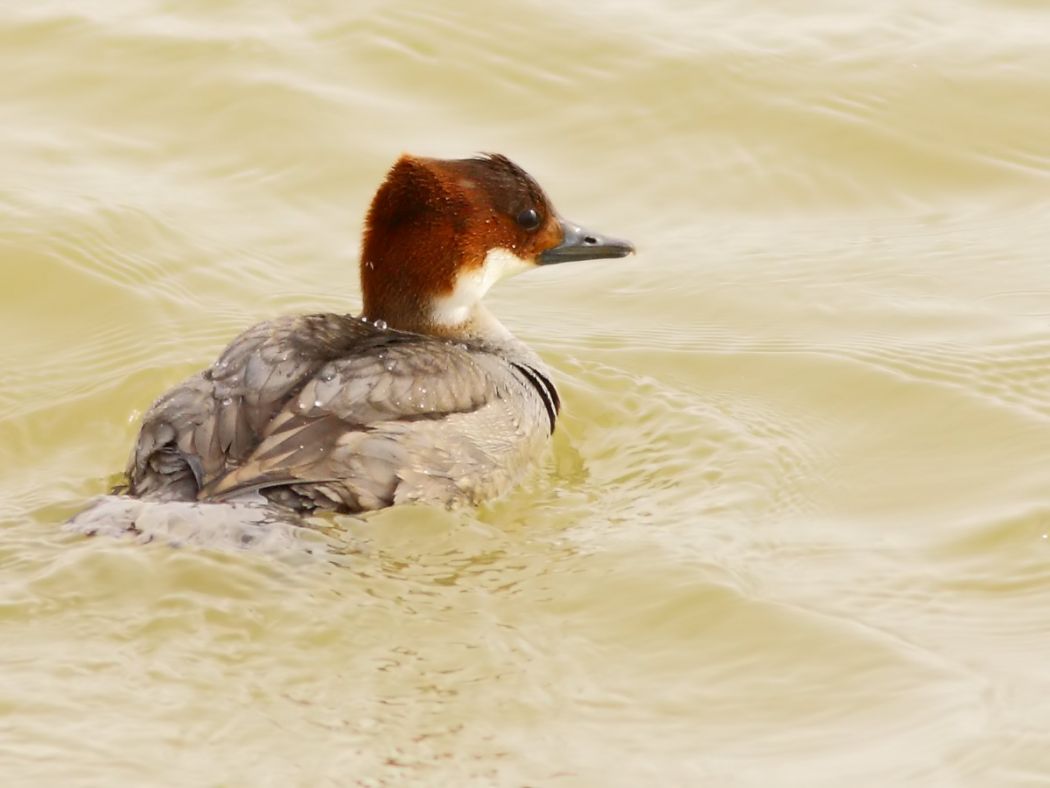 Smew