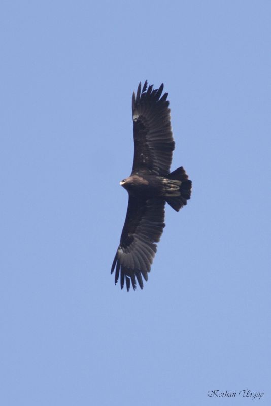 Greater Spotted Eagle