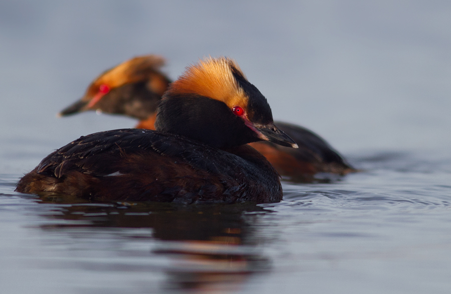 Horned Grebe