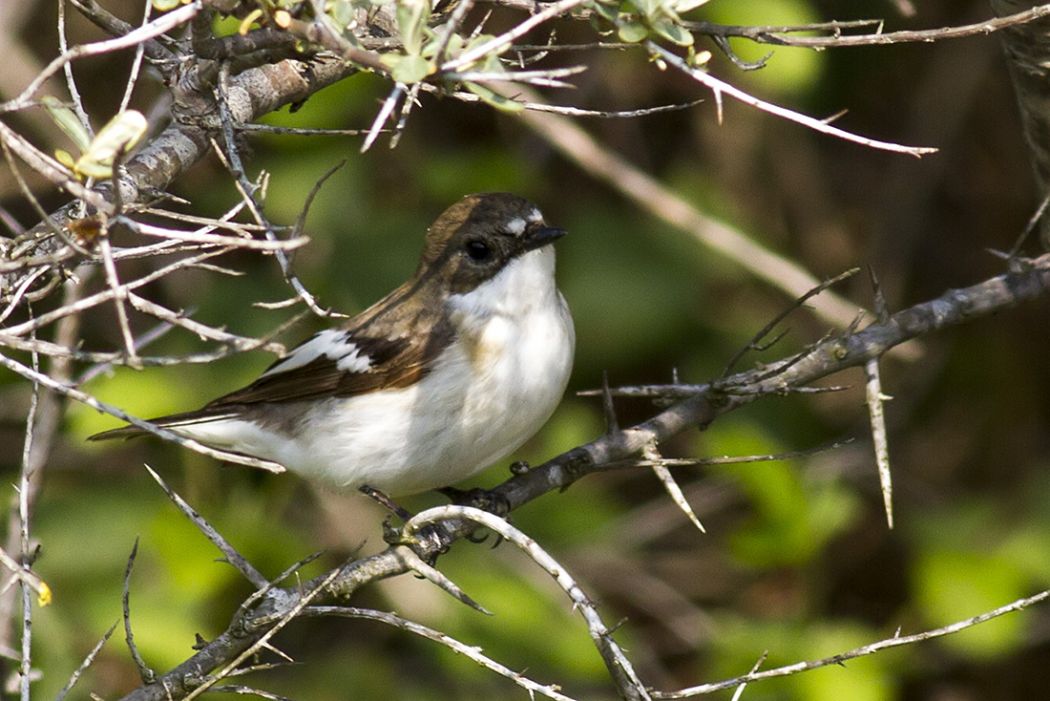 European Pied Flycatcher