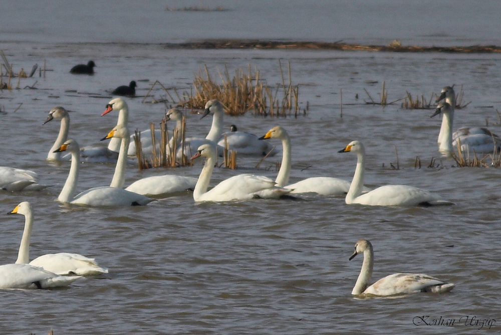 Whooper Swan