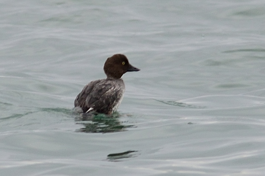 Common Goldeneye