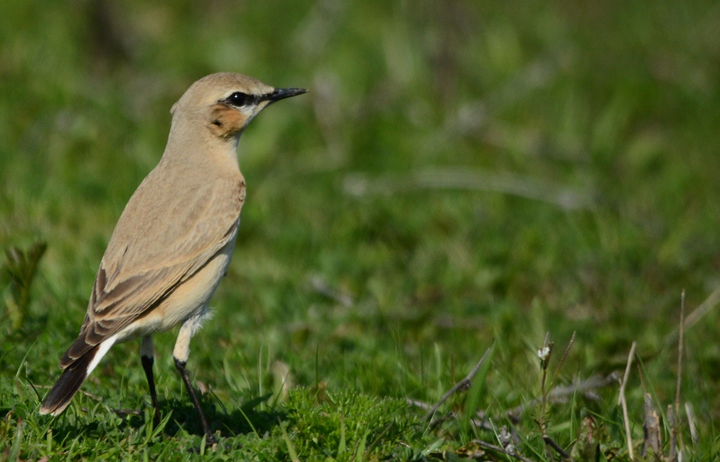 Isabelline Wheatear