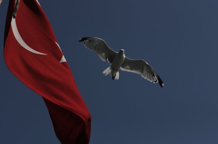 Yellow-legged Gull