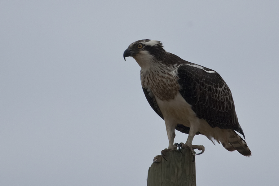 Osprey