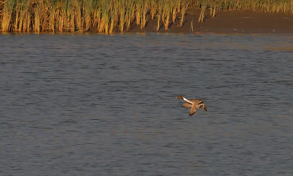 Northern Pintail