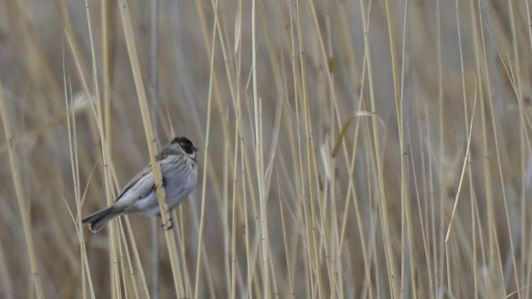 Common Reed Bunting