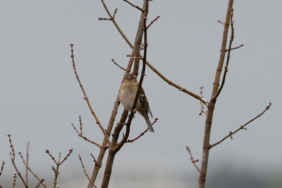 Eurasian Chaffinch