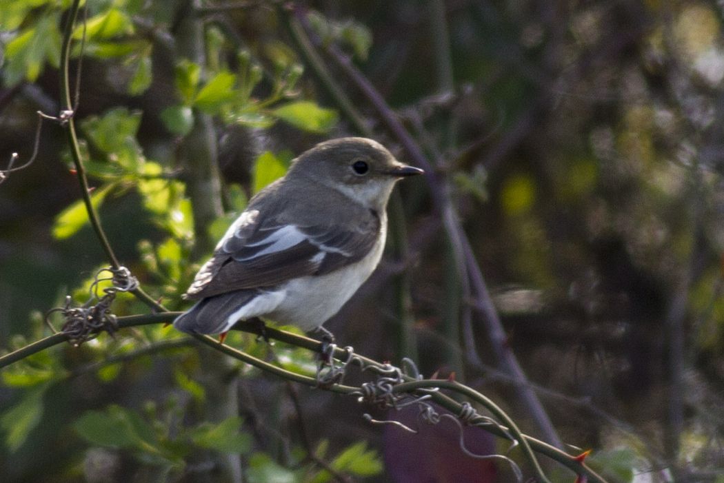 Semicollared Flycatcher