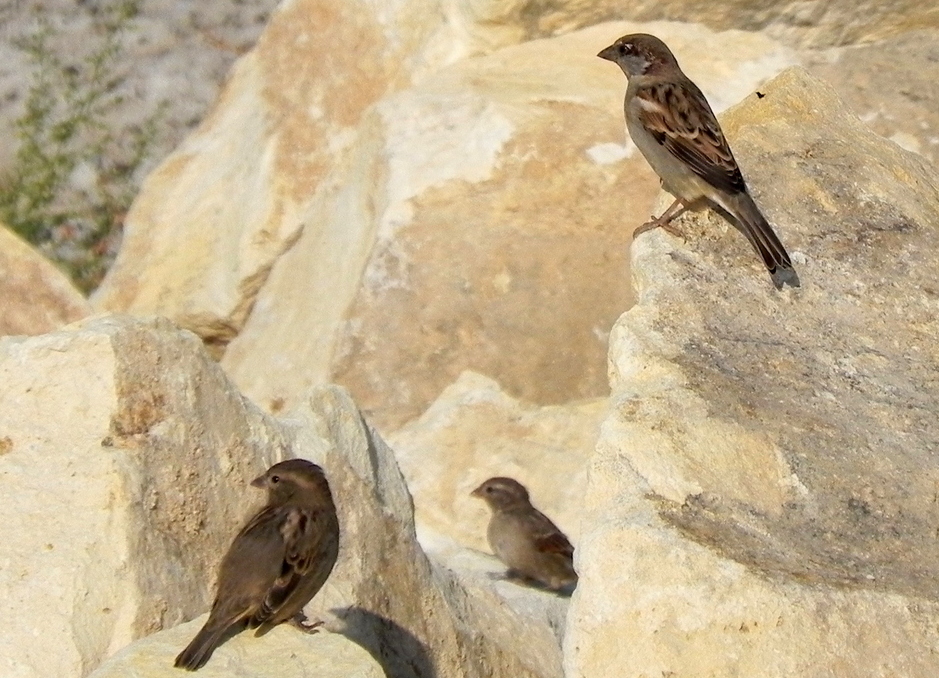 House Sparrow