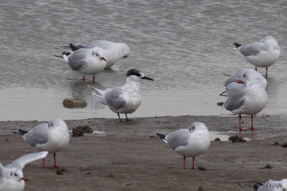 Sandwich Tern