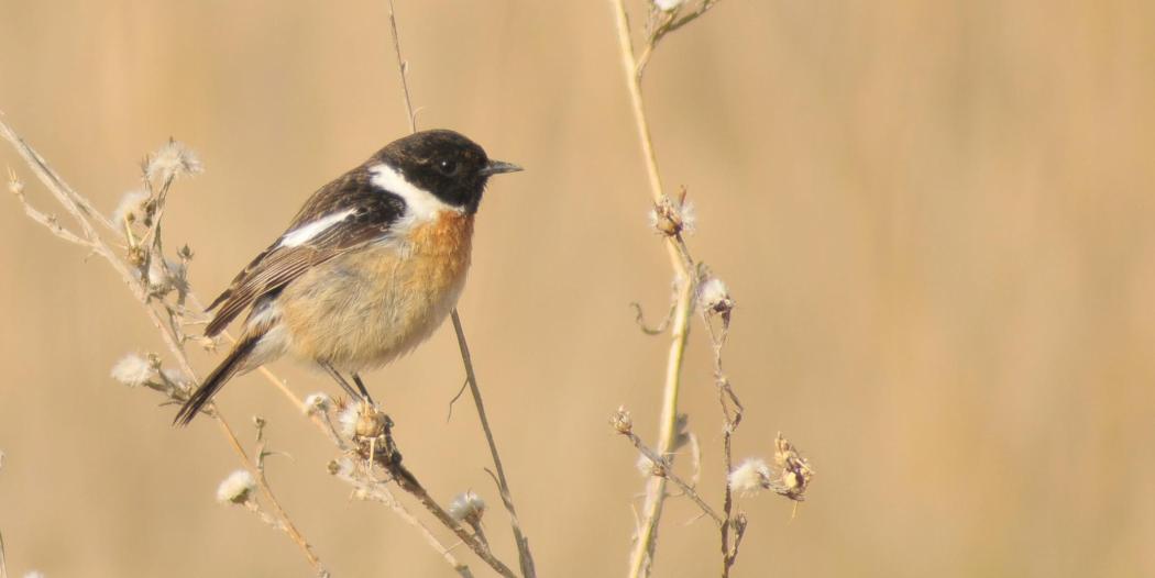 European Stonechat