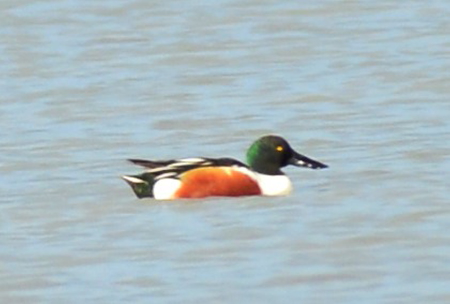 Northern Shoveler