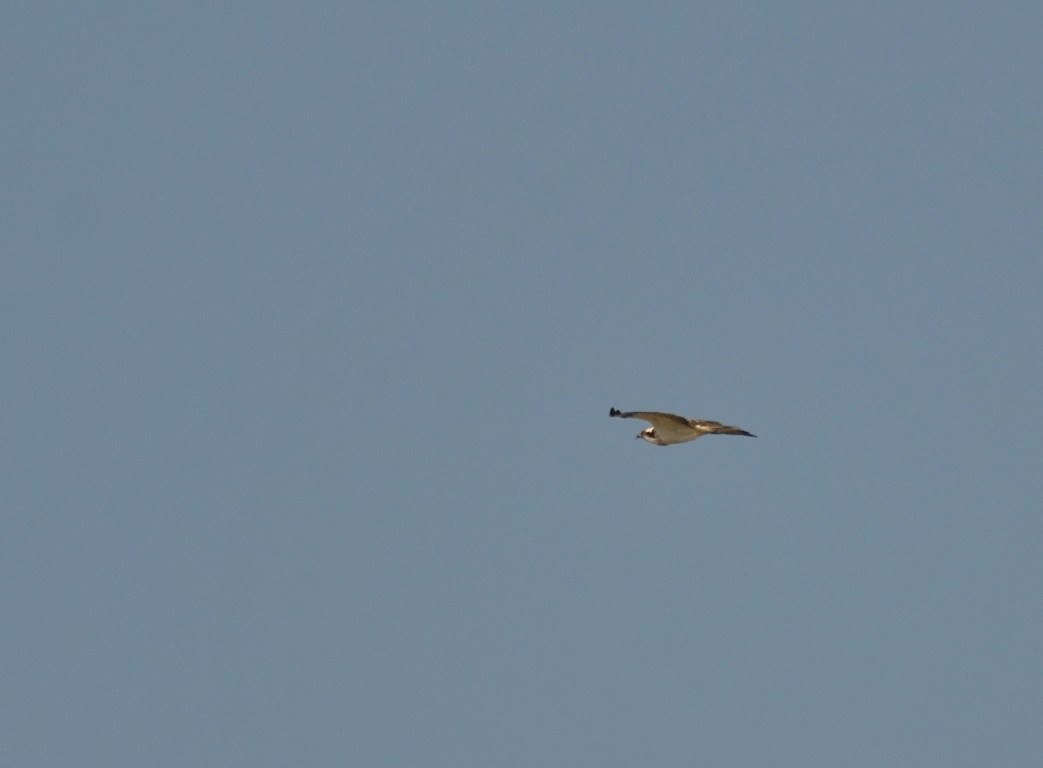 Osprey