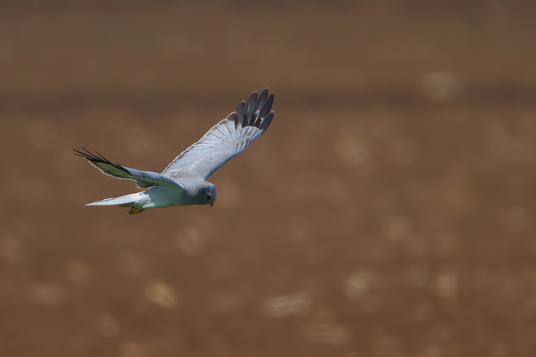 Hen Harrier