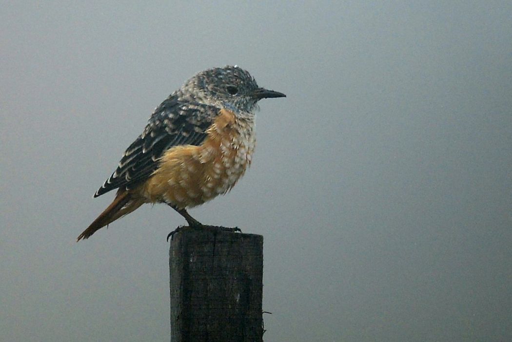 Common Rock Thrush