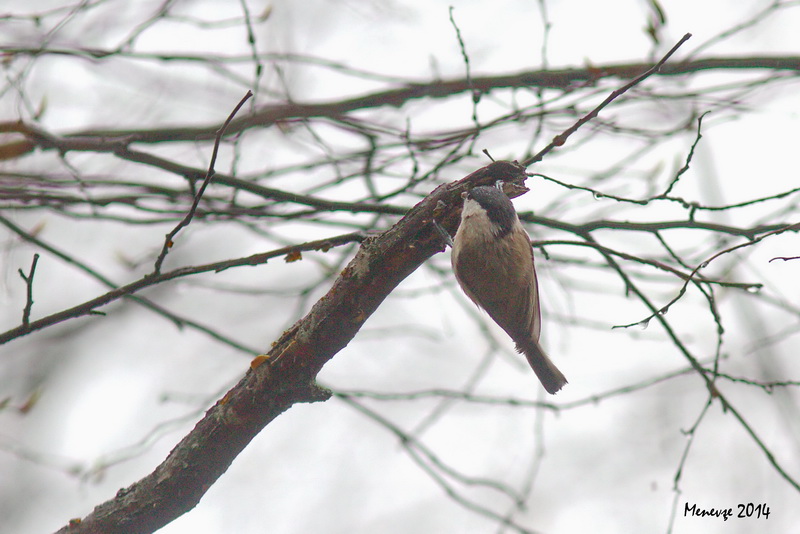 Marsh Tit